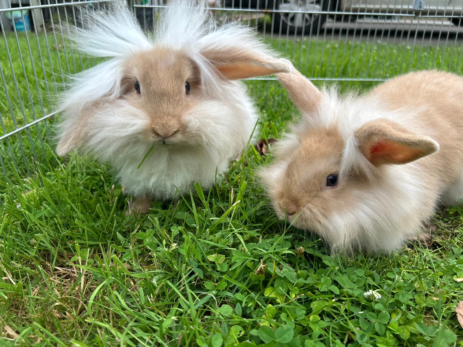 Jonge hangoor/ leeuwenkop konijntjes, Dieren en Toebehoren, Konijnen, Mannelijk, Klein, 0 tot 2 jaar