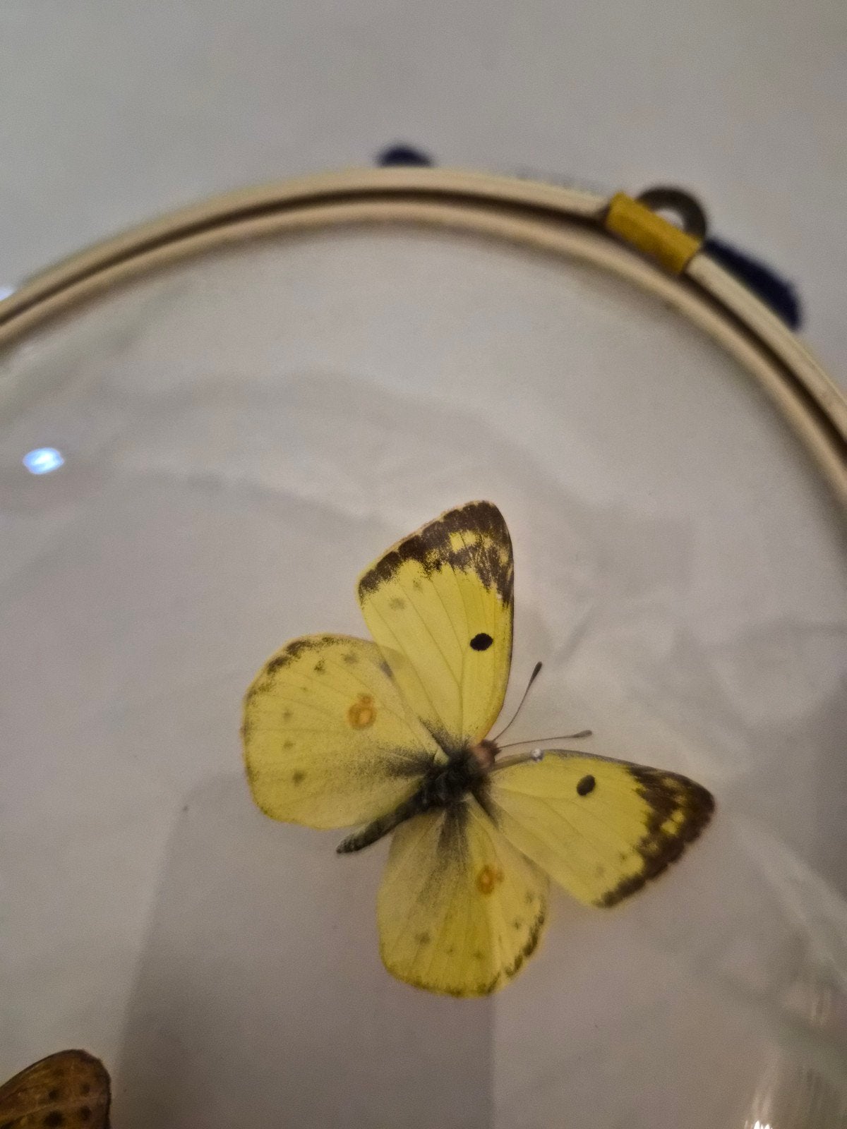Taxidermie vlinders in schilderij., Dieren en Toebehoren