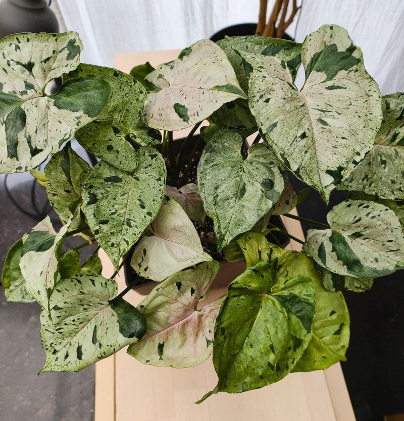 syngonium grey ghost plant, Ophalen, Halfschaduw, In pot, Minder dan 100 cm