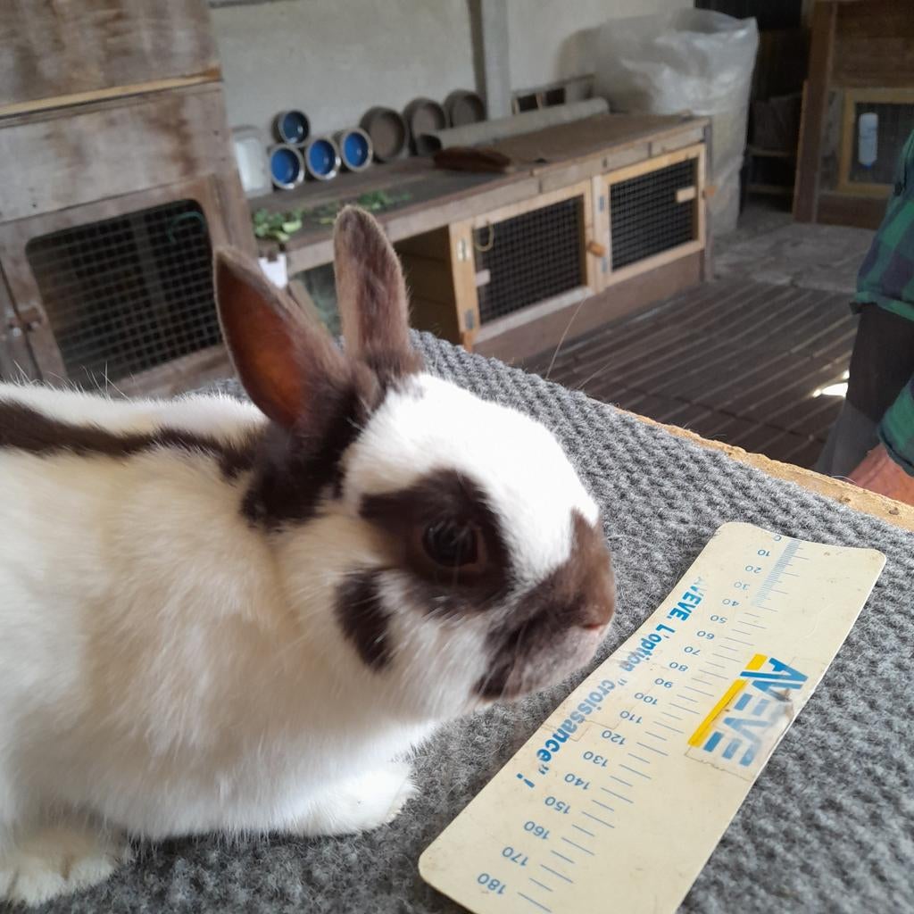 Kleurdwerg, Dieren en Toebehoren, Konijnen, Mannelijk, Dwerg, 0 tot 2 jaar