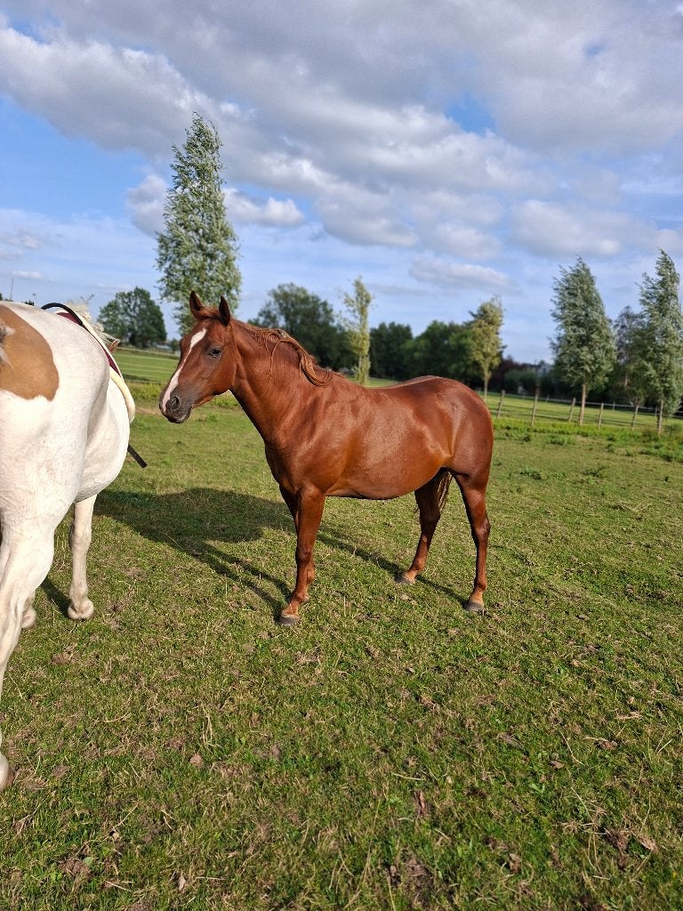 Quarter merrie, Dieren en Toebehoren, Merrie, Minder dan 160 cm, Met stamboom, Zadelmak