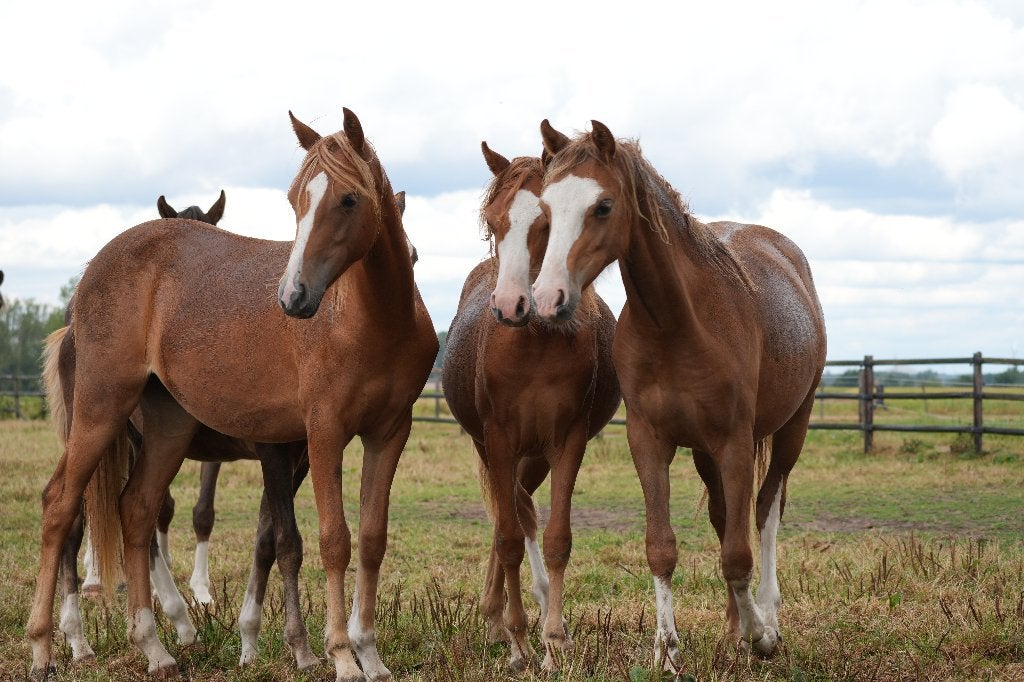 jarling Welsh merrie's, Poney C (1.27 m à 1.37m), Avec pedigree, 0 à 2 ans, Non dressé