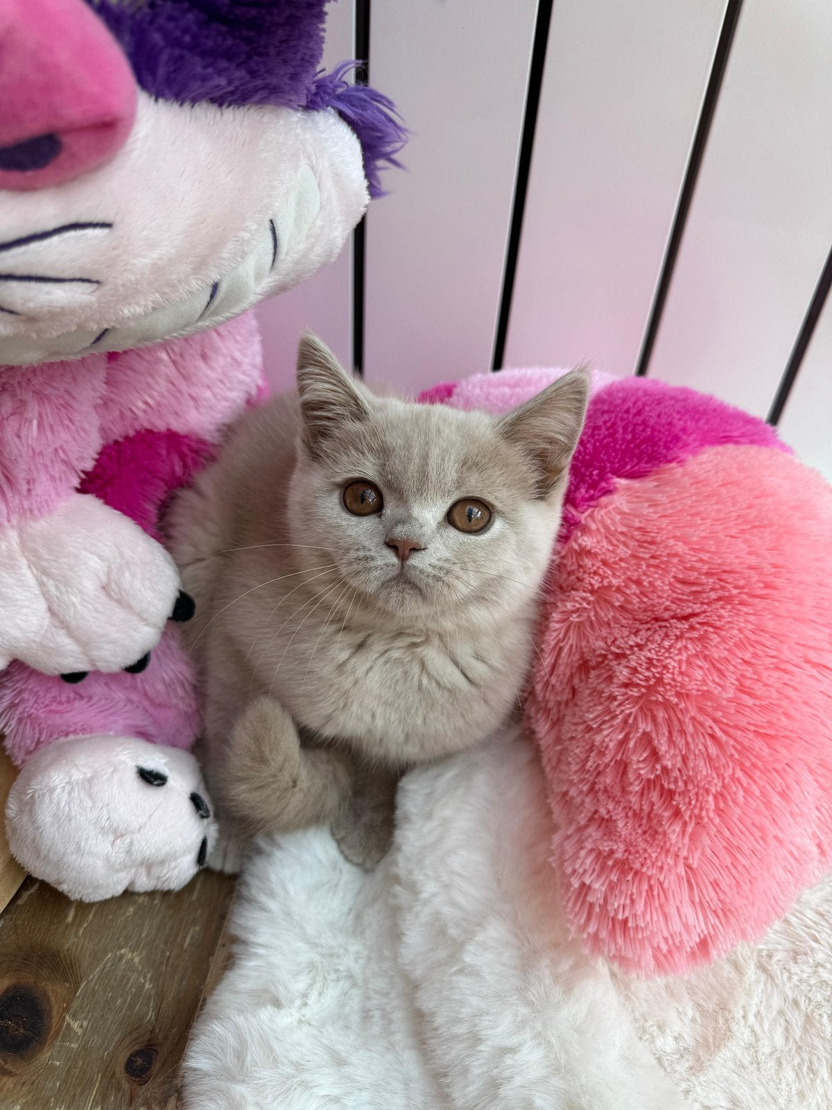 Brits korthaar cinnamon & fawn, Dieren en Toebehoren, Katten en Kittens | Raskatten | Korthaar, Meerdere dieren, Met stamboom