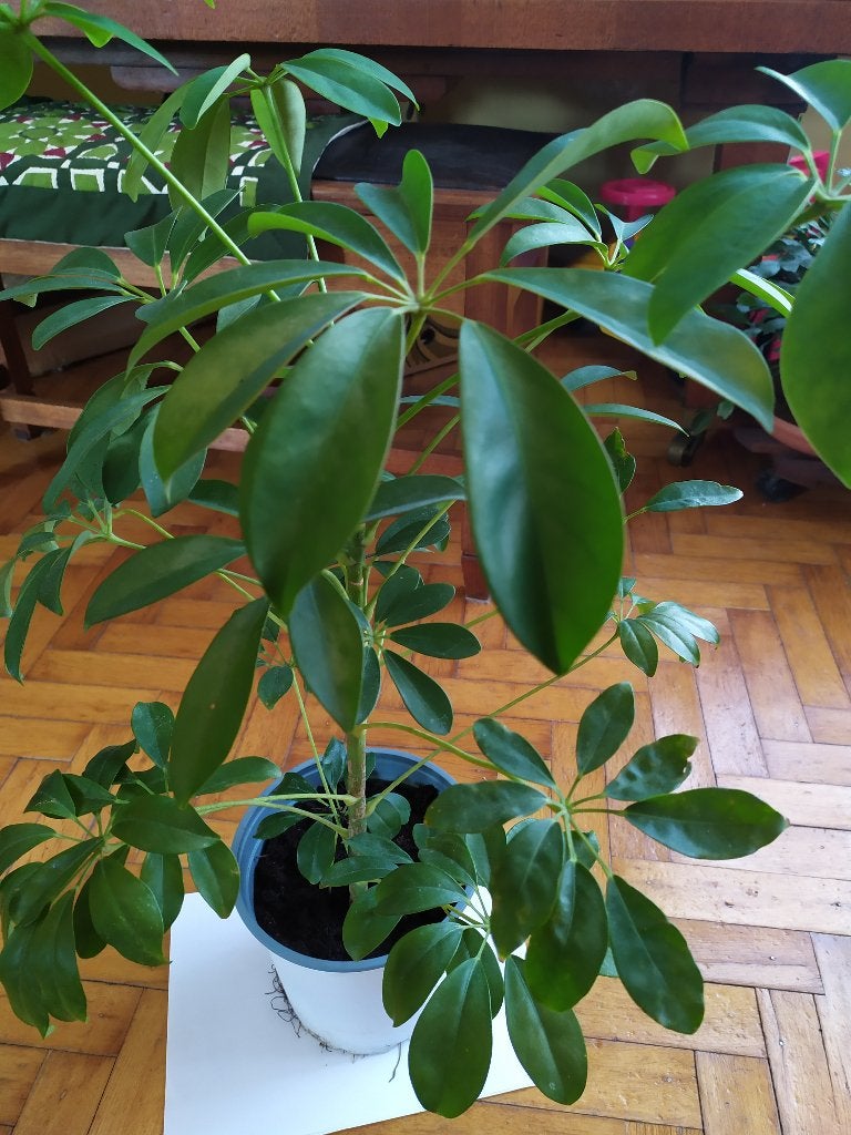 Schefflera, Maison & Meubles, Plantes d'intérieur, Autres espèces, Moins de 100 cm, Enlèvement, Plante verte