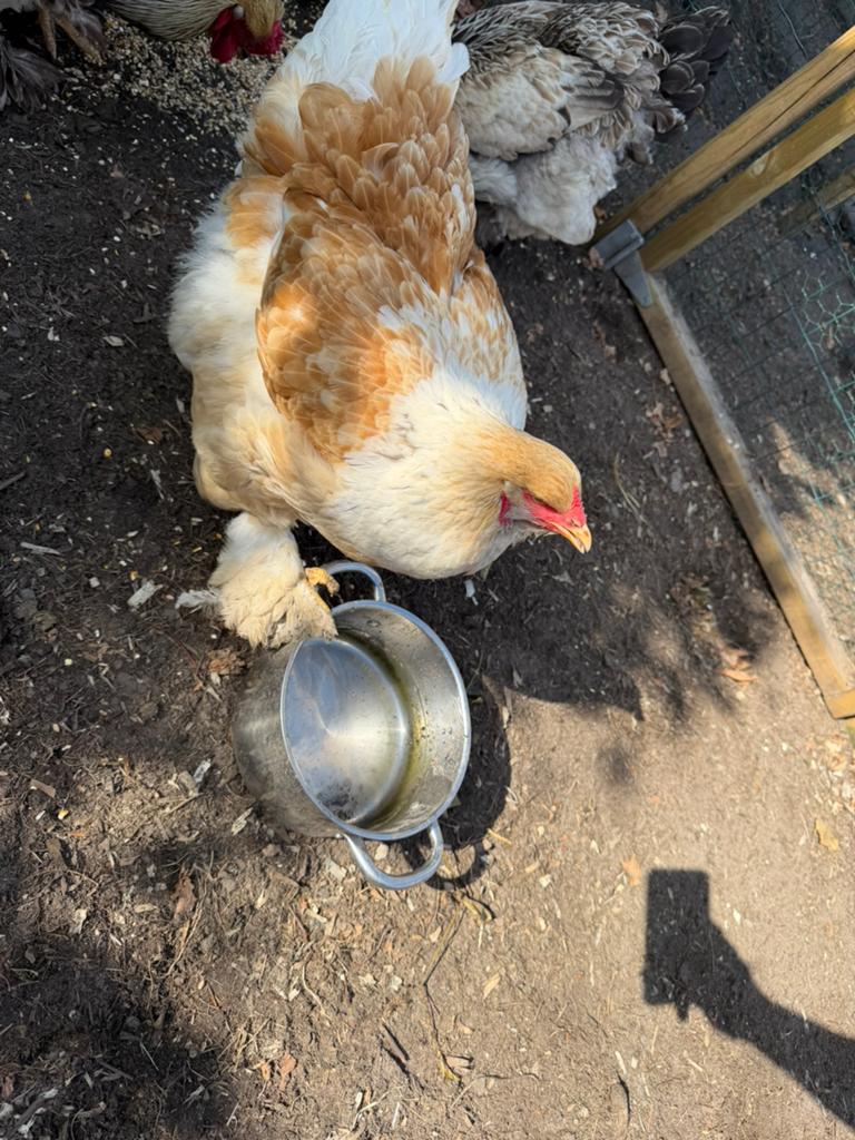 Brahma hen, Dieren en Toebehoren, Pluimvee