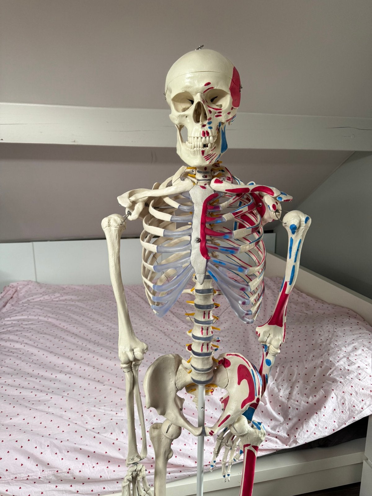 Anatomisch skelet: spier- en botaanhechtingen, Ophalen of Verzenden, Zo goed als nieuw