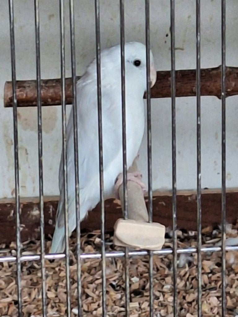 forpus, Bagué
