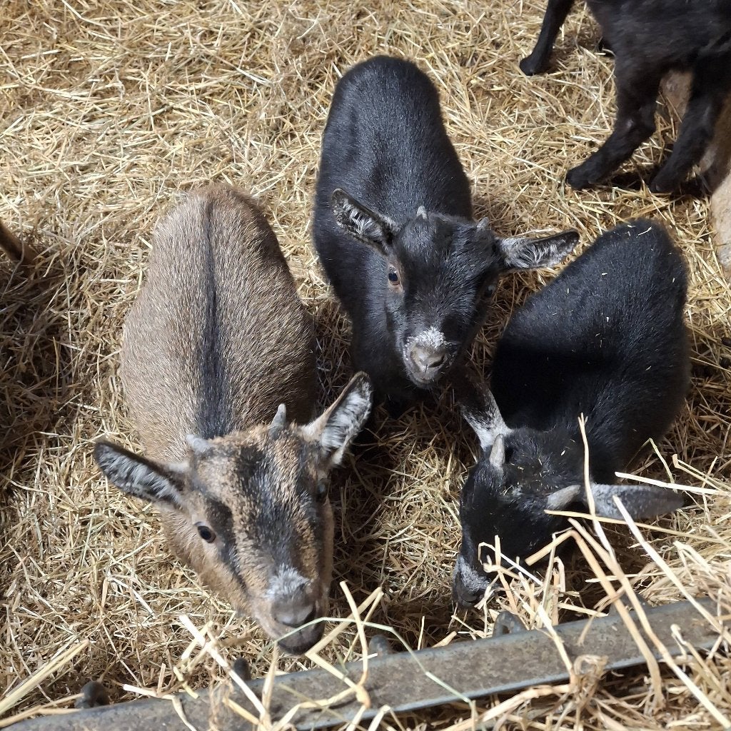Mini geitjes, Dieren en Toebehoren, Geit, 0 tot 2 jaar