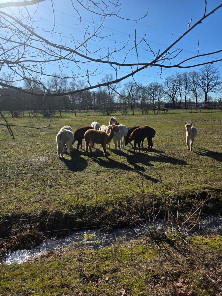 Mooie kudde alpaca's te koop