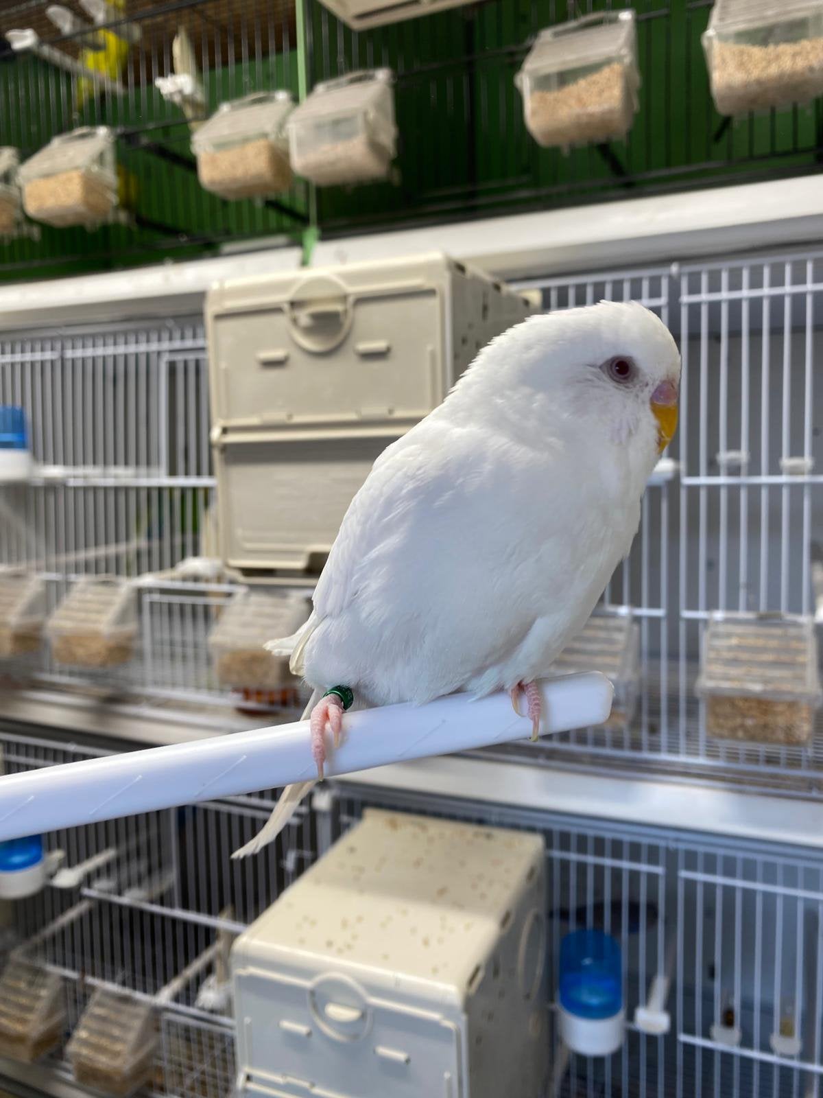 Grasparkiet, Dieren en Toebehoren, Vogels | Parkieten en Papegaaien
