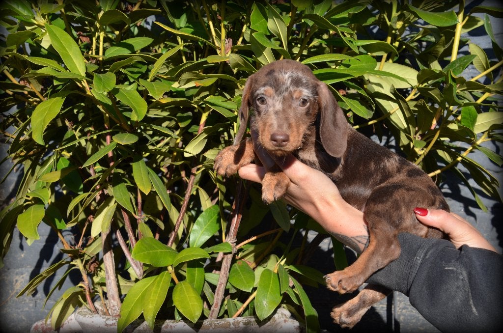 Teckel pup kanninchen, Dieren en Toebehoren, Kaninchen, België, CDV (hondenziekte), 8 tot 15 weken