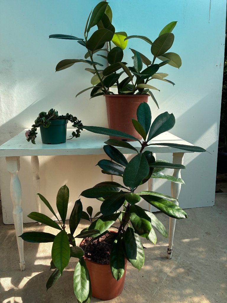 3 plantes d'intérieur, Enlèvement, Ficus