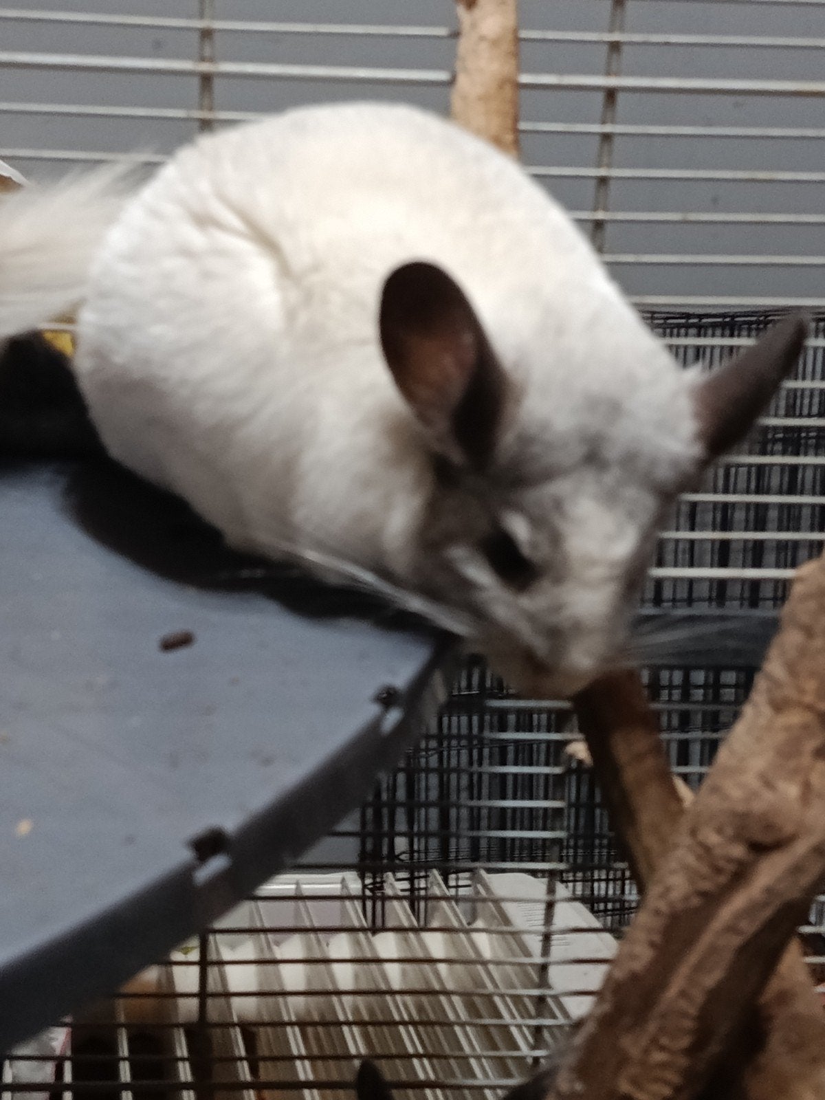 Paire de chinchillas à vendre, Mai, Plusieurs animaux