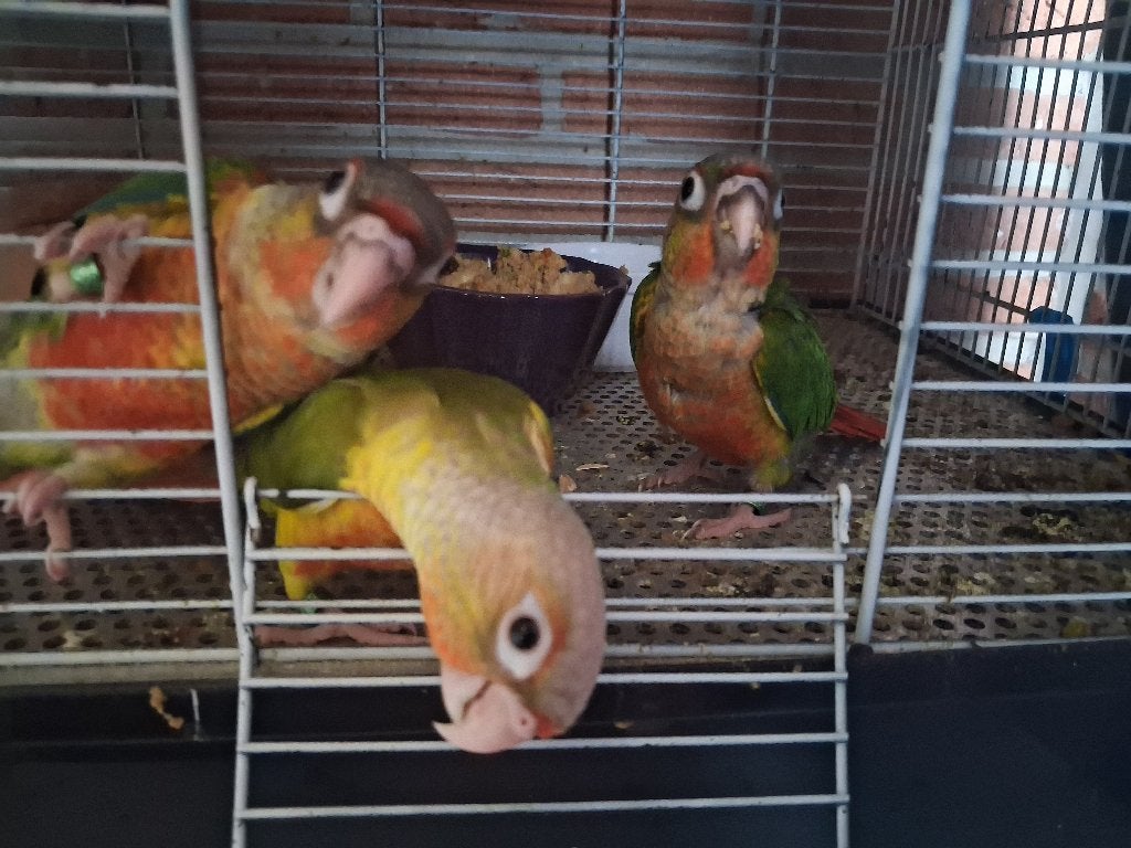 Super handtamme pyrrhura's, Dieren en Toebehoren, Geslacht onbekend, Parkiet, Tam