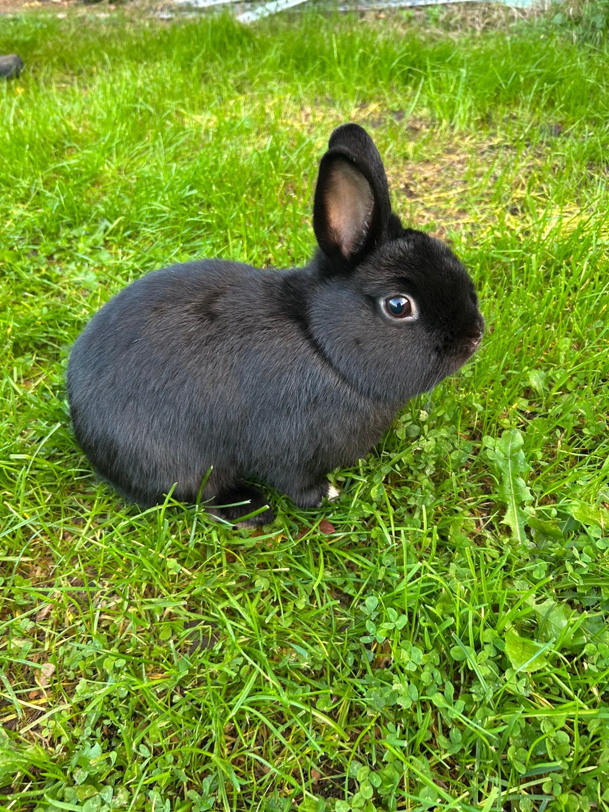 Dwergkonijn mannetje, Dieren en Toebehoren, Mannelijk, Dwerg, 0 tot 2 jaar