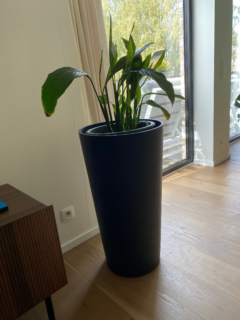 Kamerplant, Ophalen, Overige soorten, Halfschaduw, In pot