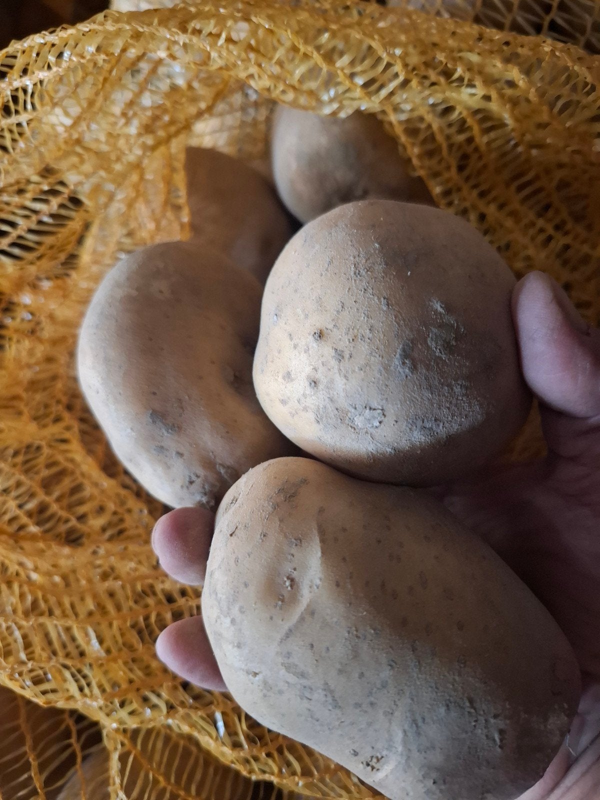 pommes de terres bintjes farineuses pour fritess, Enlèvement, Neuf