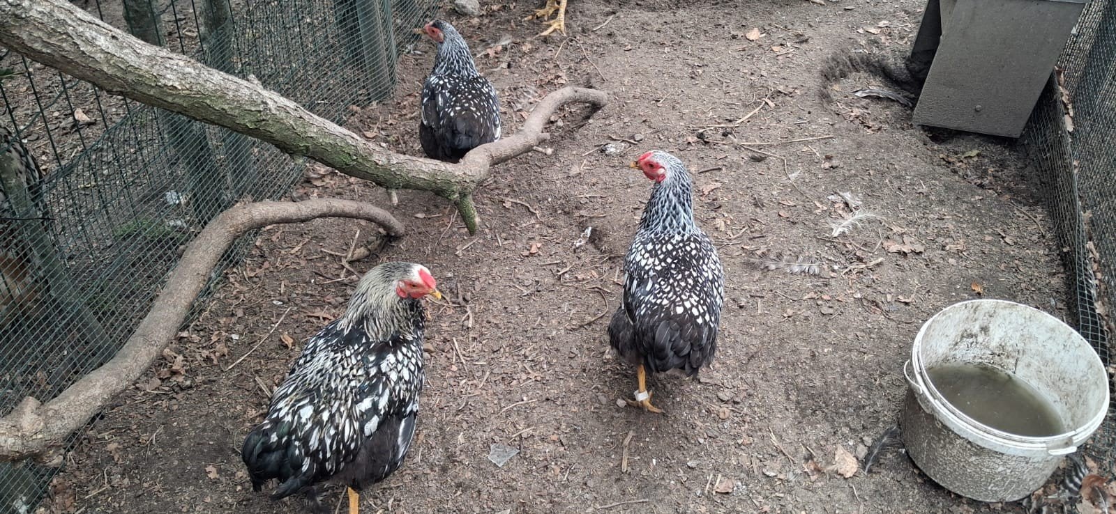 Trio Wyandotte