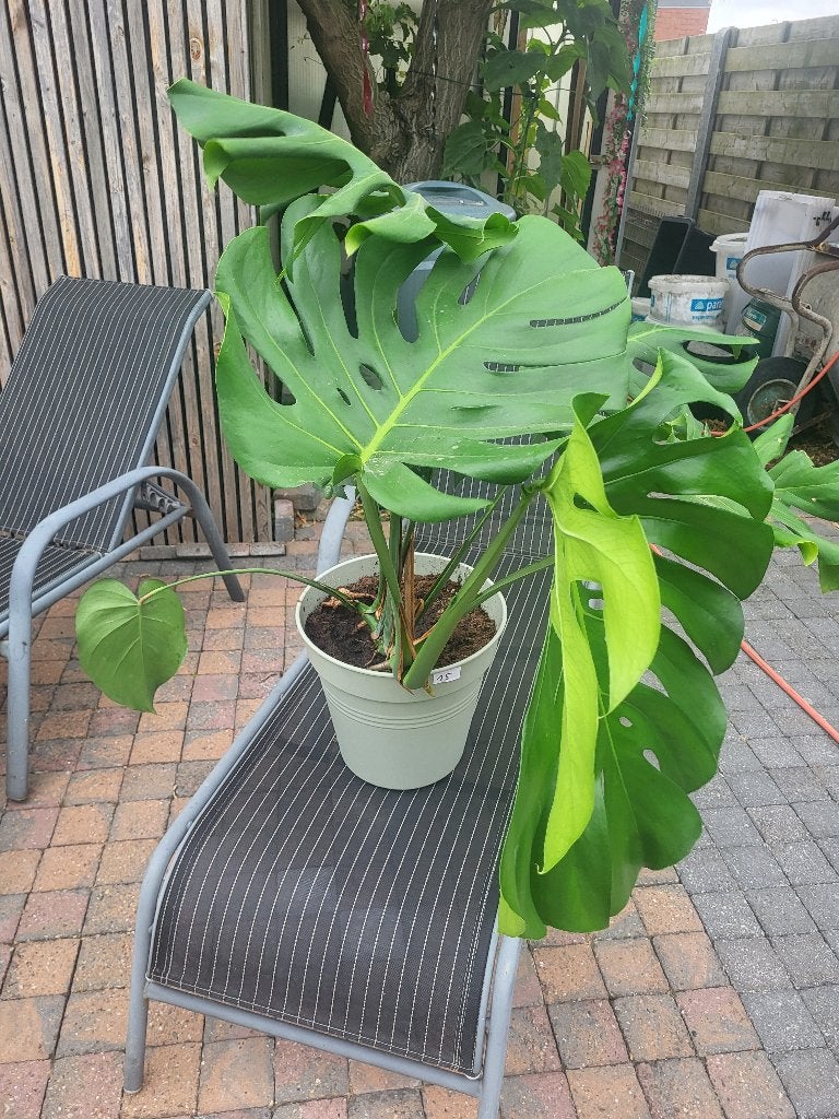 Monstera deliciosa, Maison & Meubles, Plantes d'intérieur, Autres espèces, En pot, Moins de 100 cm, Enlèvement