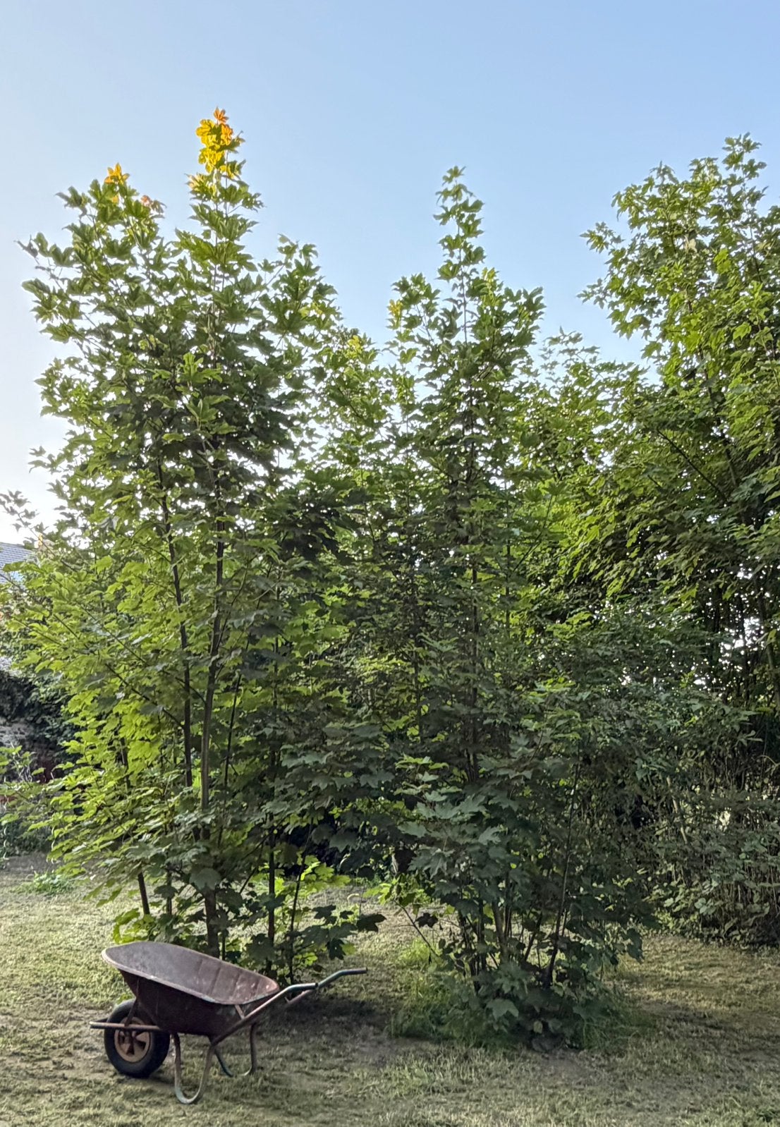 Esdoorns te koop - grote bomen > 6m, Tuin en Terras, Ophalen, Esdoorn