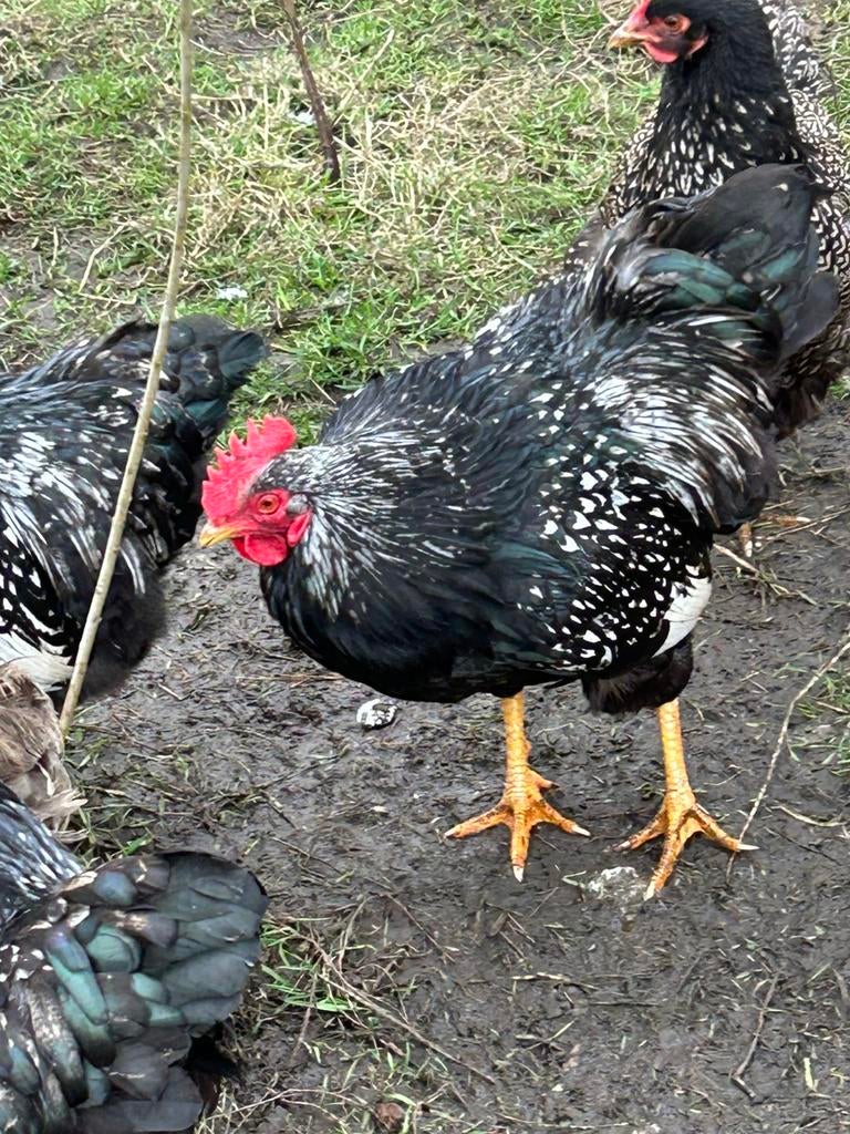Barnevelder kuikens op aanvraag, Dieren en Toebehoren, Pluimvee