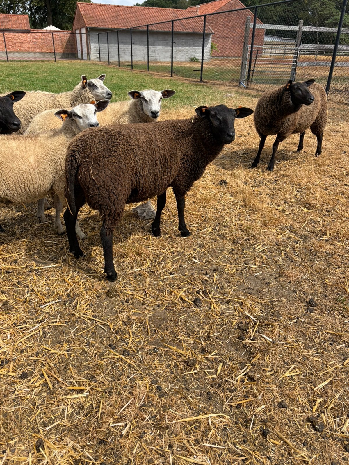 zwarte bok, Dieren en Toebehoren, Schapen, Geiten en Varkens