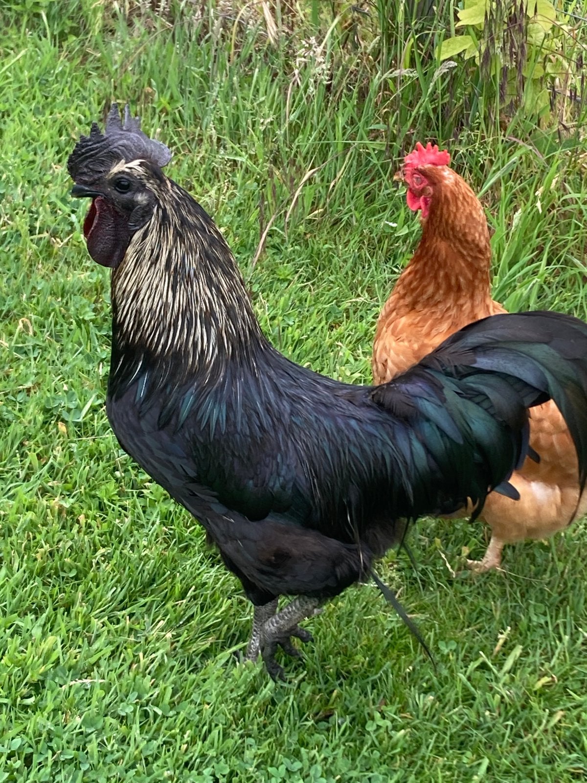 Haan te koop, Dieren en Toebehoren, Pluimvee