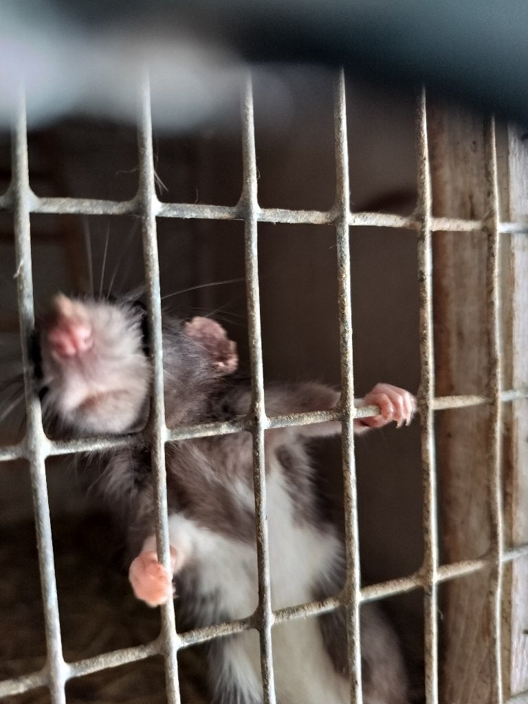 6 ratjes vrouwen+ huisjes, speelgoed, eetbakjes, Animaux & Accessoires, Rongeurs, Janvier, Femelle, Rat