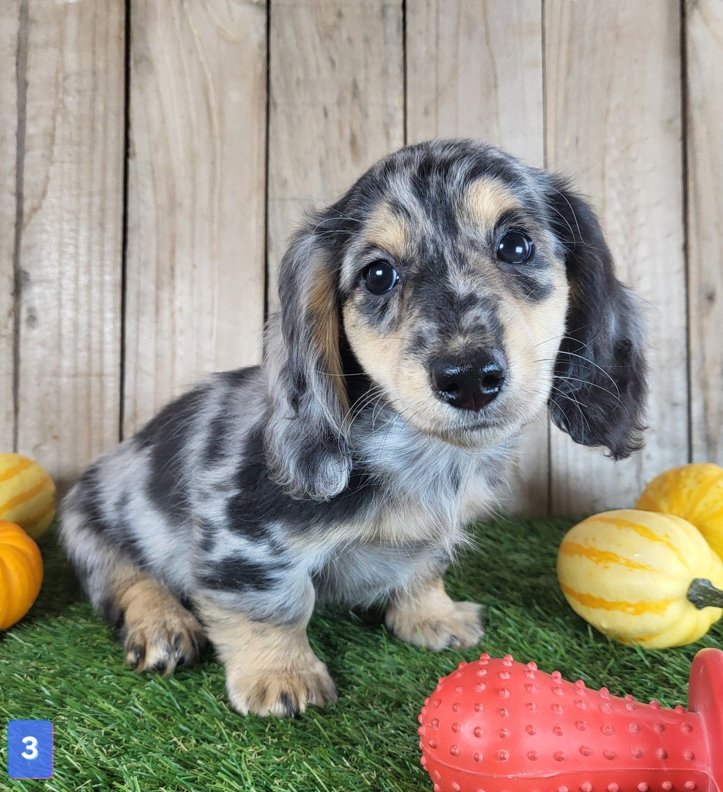 langharige Caninchen Teckel / Dachshund/ Teckel, Kaninchen, België, CDV (hondenziekte), 8 tot 15 weken
