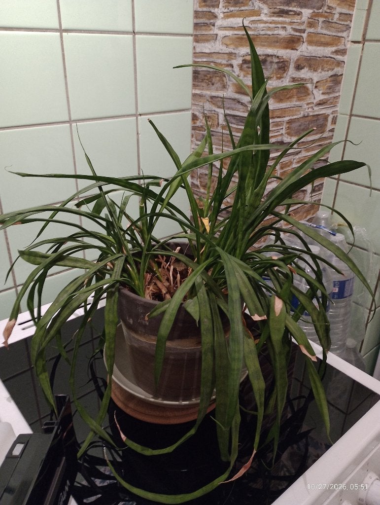 A DONNER plante interieur sansevieria sanseviere, Maison & Meubles, Autres espèces, En pot, Moins de 100 cm, Enlèvement