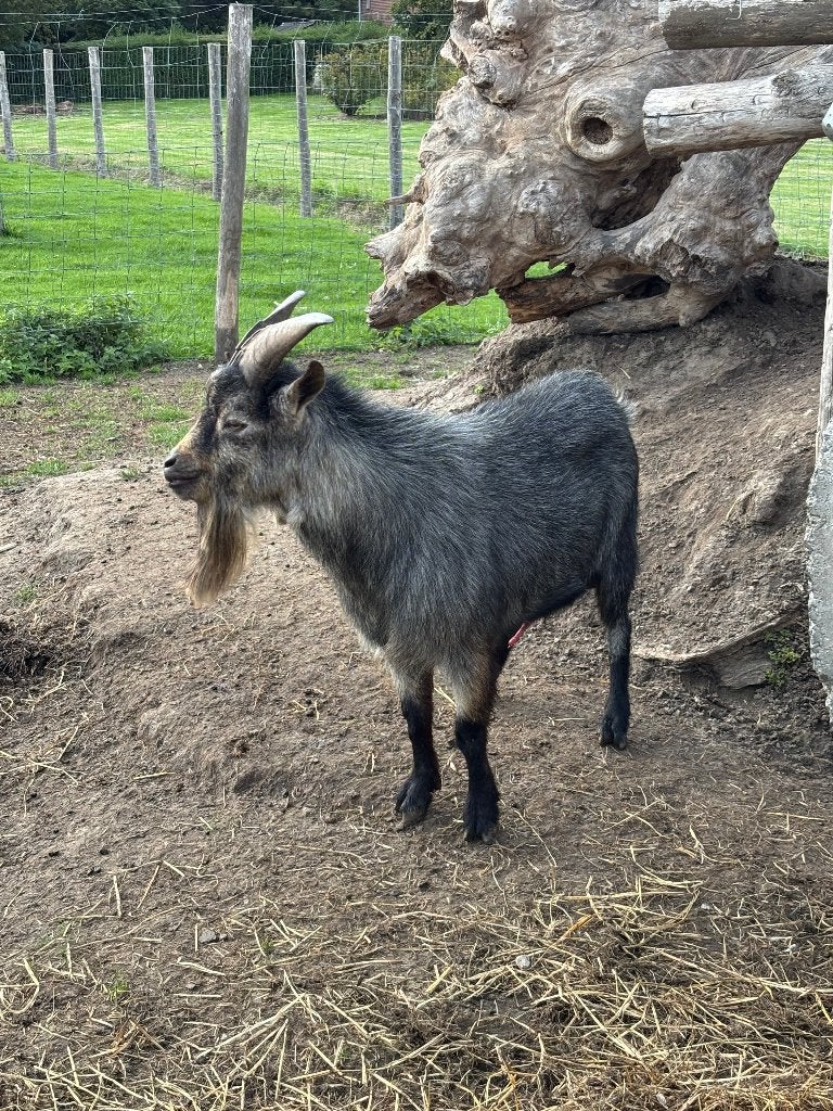 geitenbok, Dieren en Toebehoren, Mannelijk, Geit