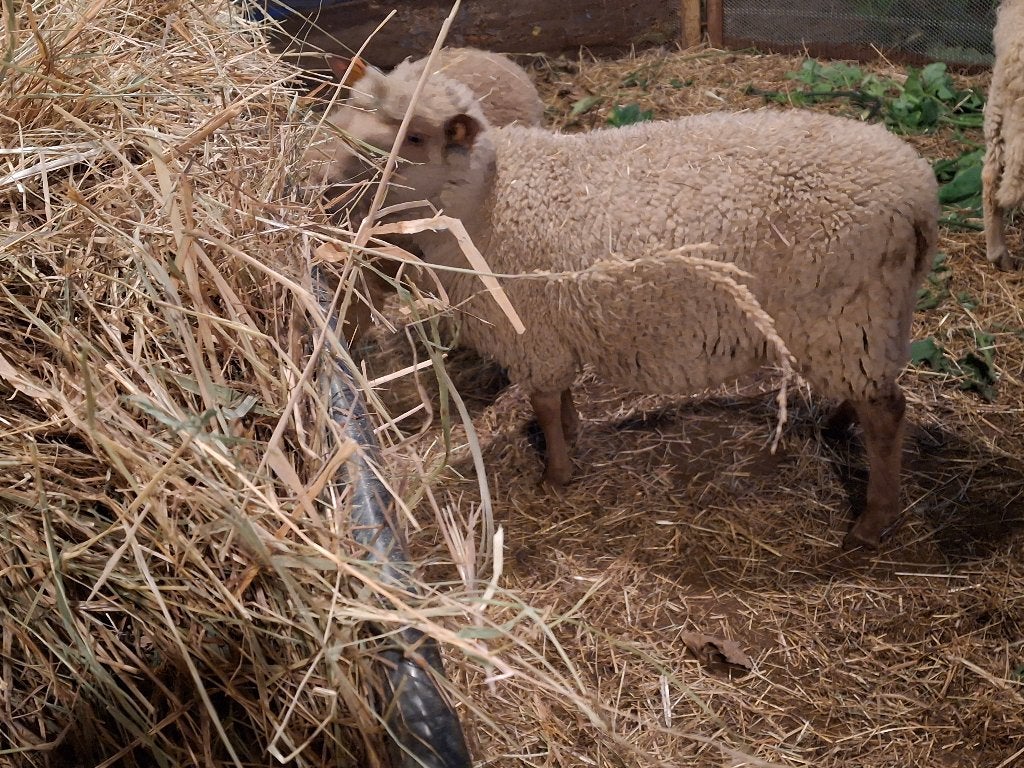 Jonge rammen, Dieren en Toebehoren, Mannelijk, Schaap, 0 tot 2 jaar