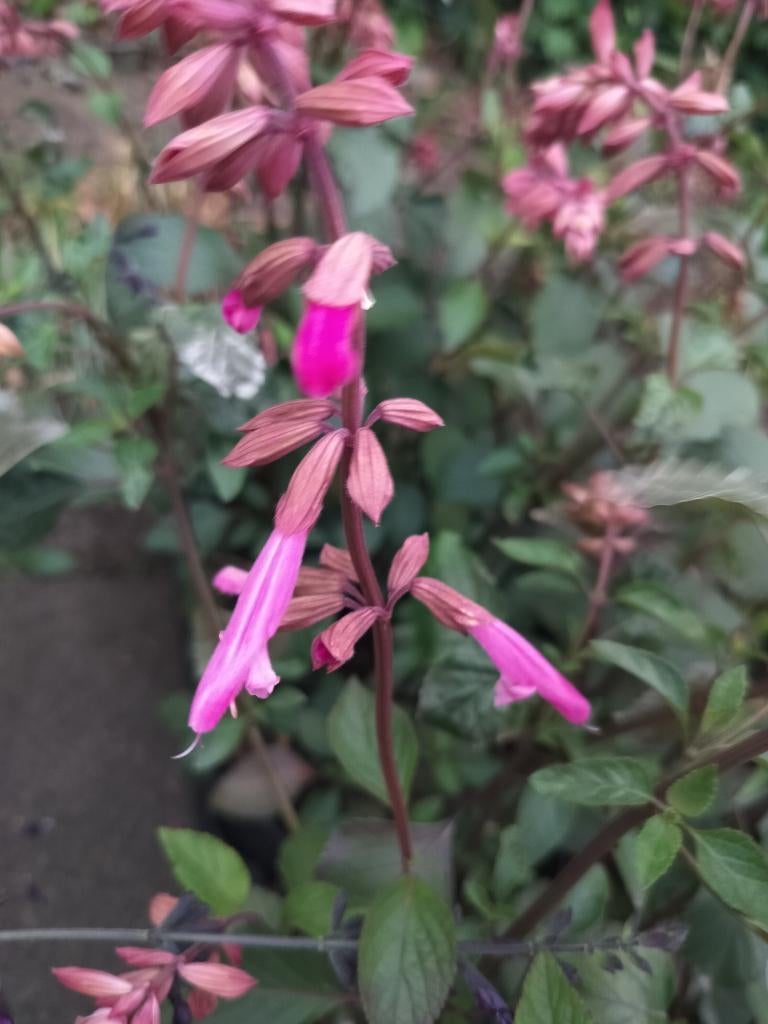 Salvia, Tuin en Terras, Planten | Tuinplanten, Vaste plant, Bodembedekkers, Volle zon, Zomer, Ophalen