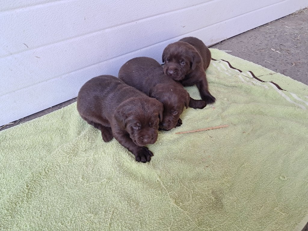 laberador pups, Particulier, Chien (mâle), Belgique, 8 à 15 semaines