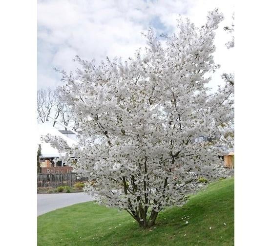 Prunus La large tige de Meer, Enlèvement, Arbuste