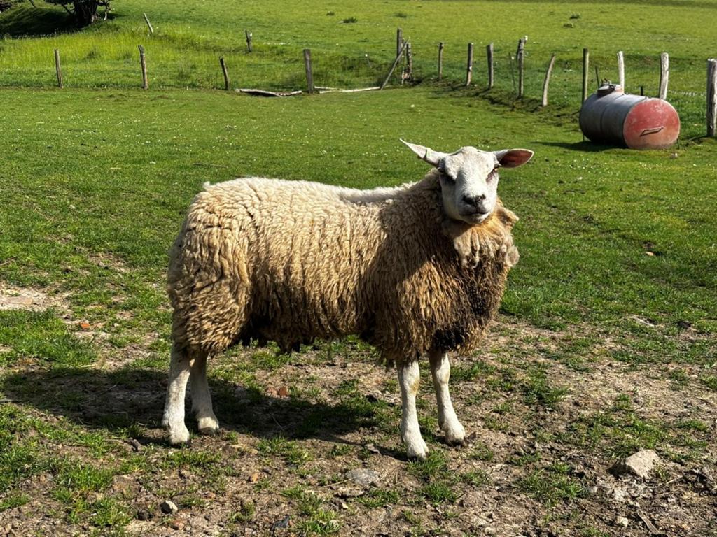 Mouton de 6 a 12 mois race texel, Animaux & Accessoires, Moutons, Chèvres & Cochons, Mâle, Mouton