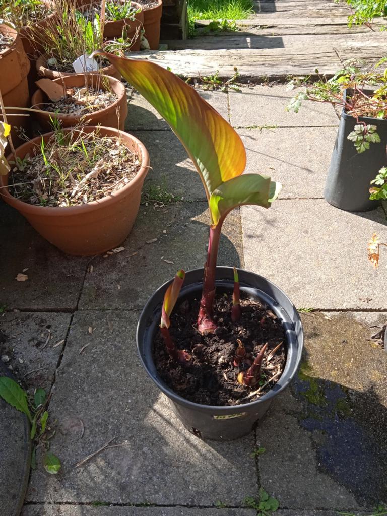Incapijl, bio en onbespoten, Tuin en Terras, Planten | Tuinplanten, Ophalen