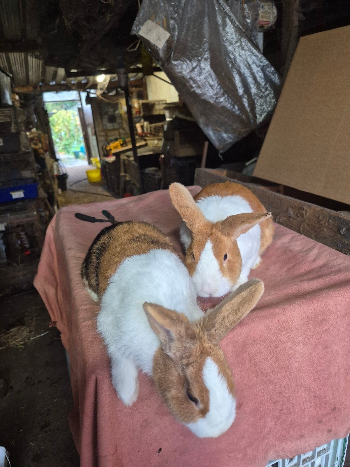 Hollanders manneke  en vrouwke, Animaux & Accessoires, Juillet, Plusieurs animaux