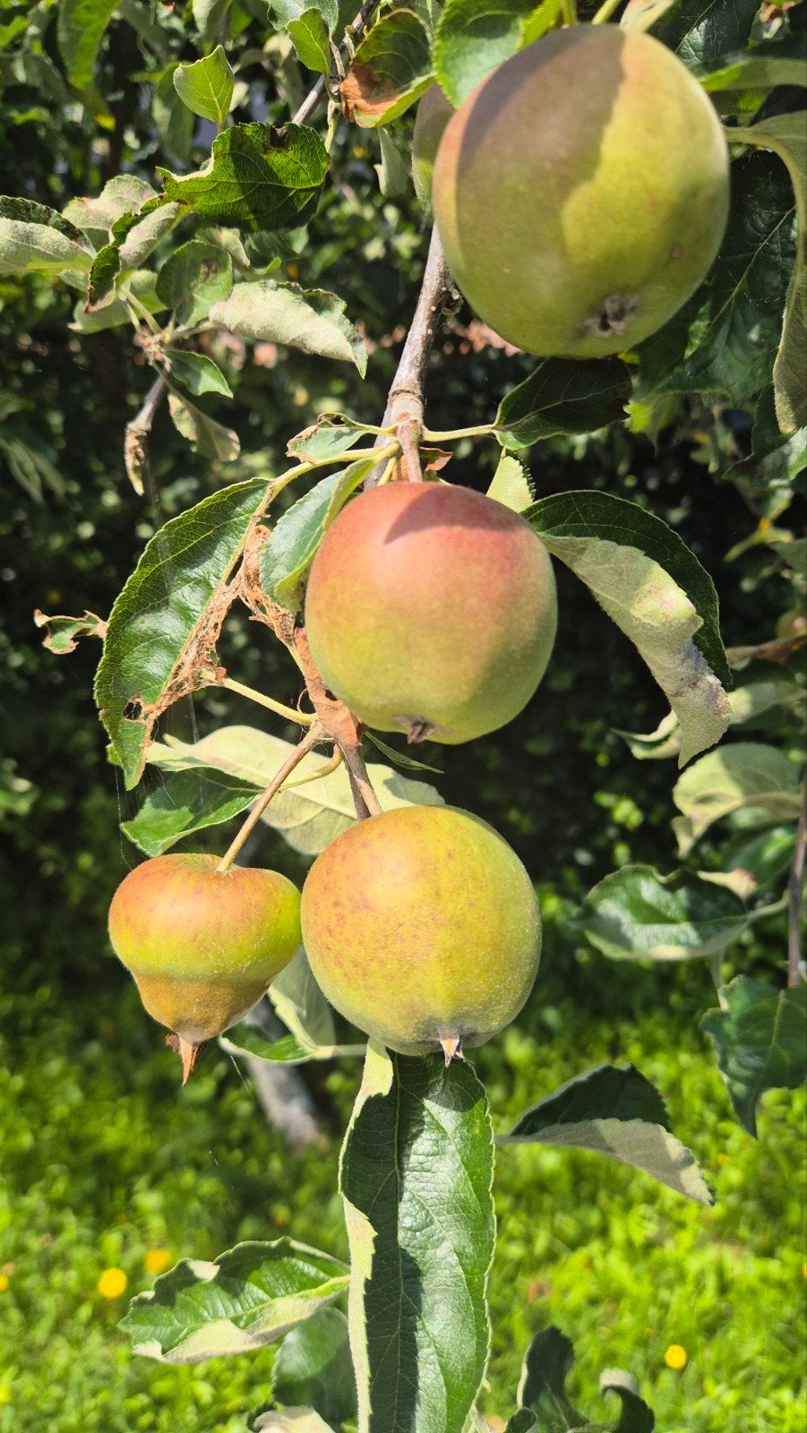 Appelboom, Ophalen, Appelboom