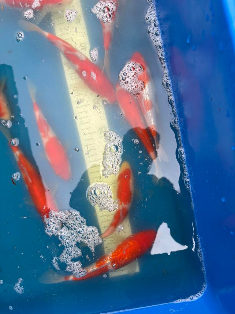 Kohaku van kweker conias, Dieren en Toebehoren, Vissen | Vijvervissen, Karper of Koi