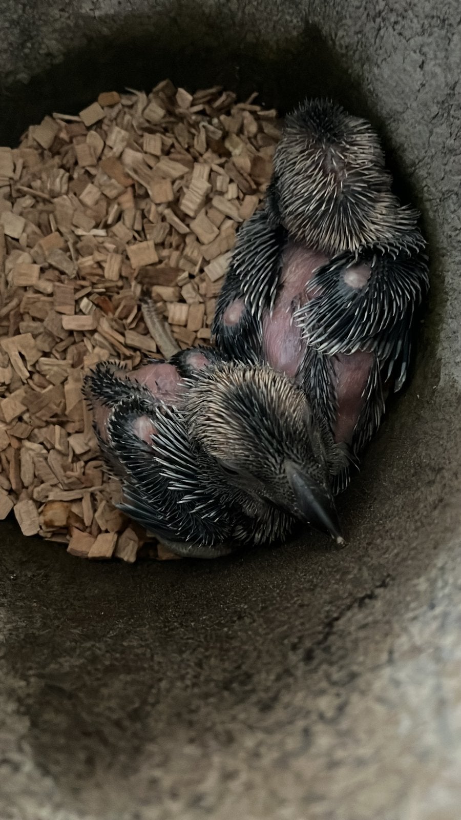 Kookaburras, Geslacht onbekend, Roofvogel, Geringd