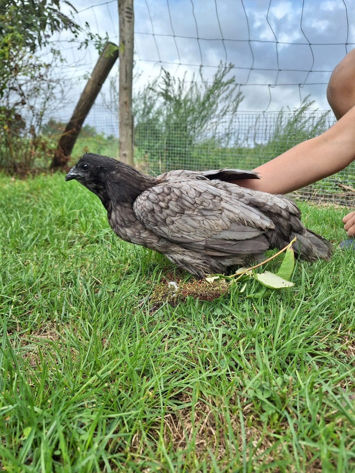 volledig grijze kip (hen), Poule ou poulet