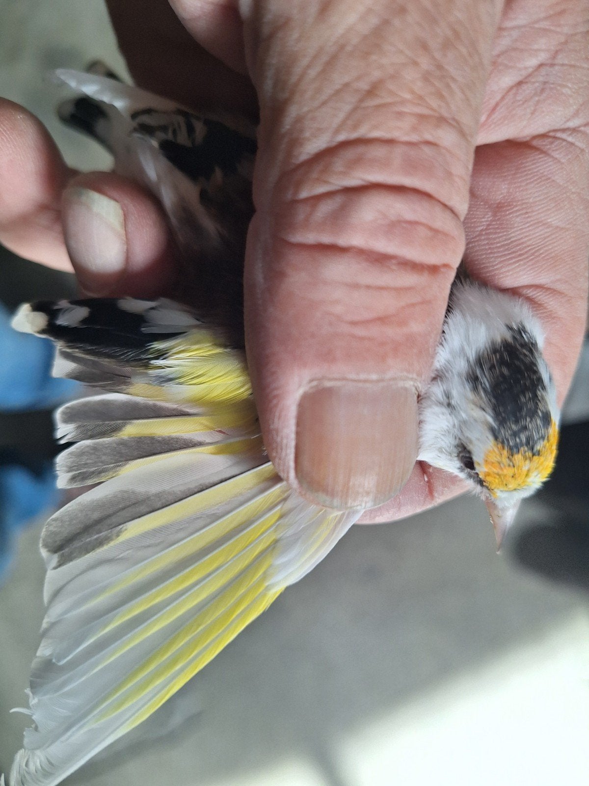 parva scarpati pop 2025, Dieren en Toebehoren, Vrouwelijk, Wildzangvogel, Geringd