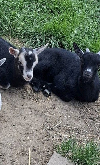 Geitjes geboren 6 en 7 mei, Dieren en Toebehoren