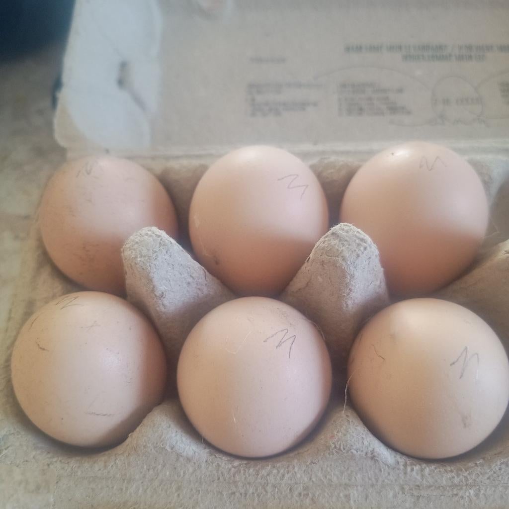 Broed eieren Mechelse koekoek groothoenders, Dieren en Toebehoren, Pluimvee