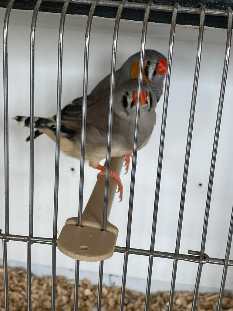 Koppel zebravinken, Dieren en Toebehoren, Meerdere dieren, Tropenvogel