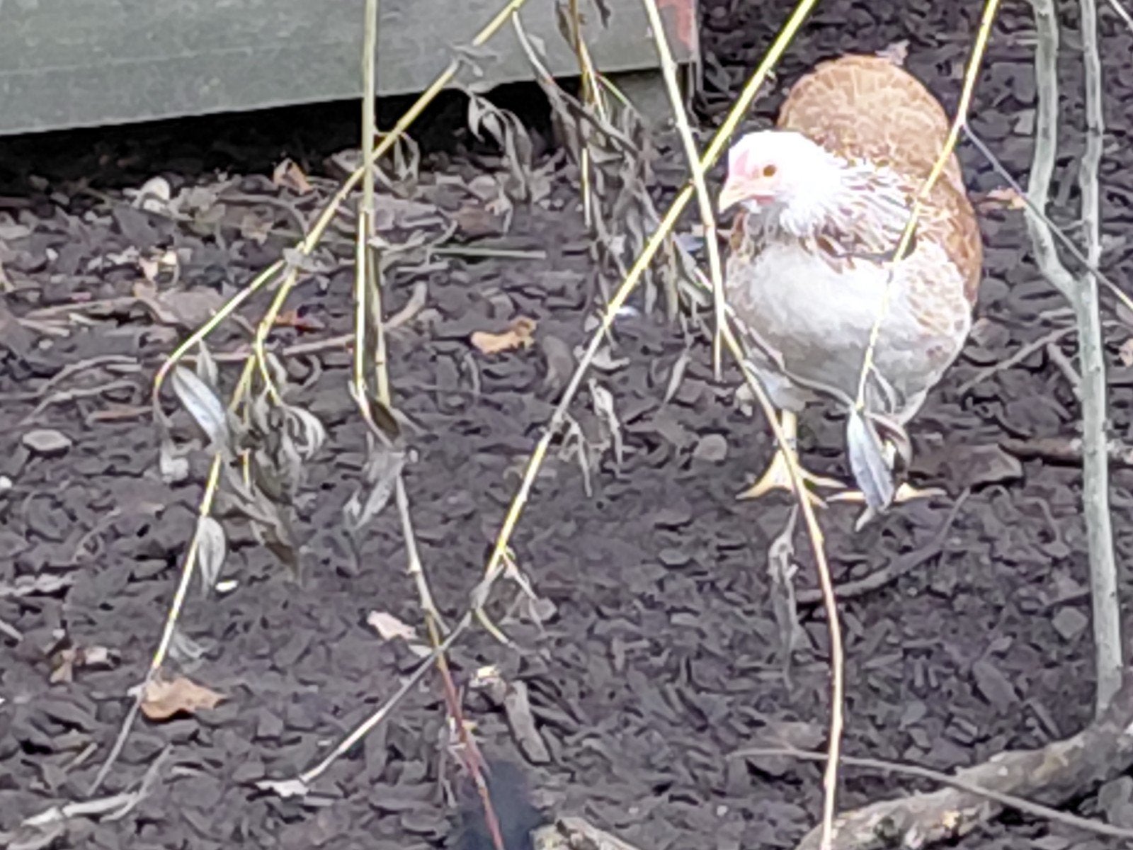 waindot hennen, Dieren en Toebehoren