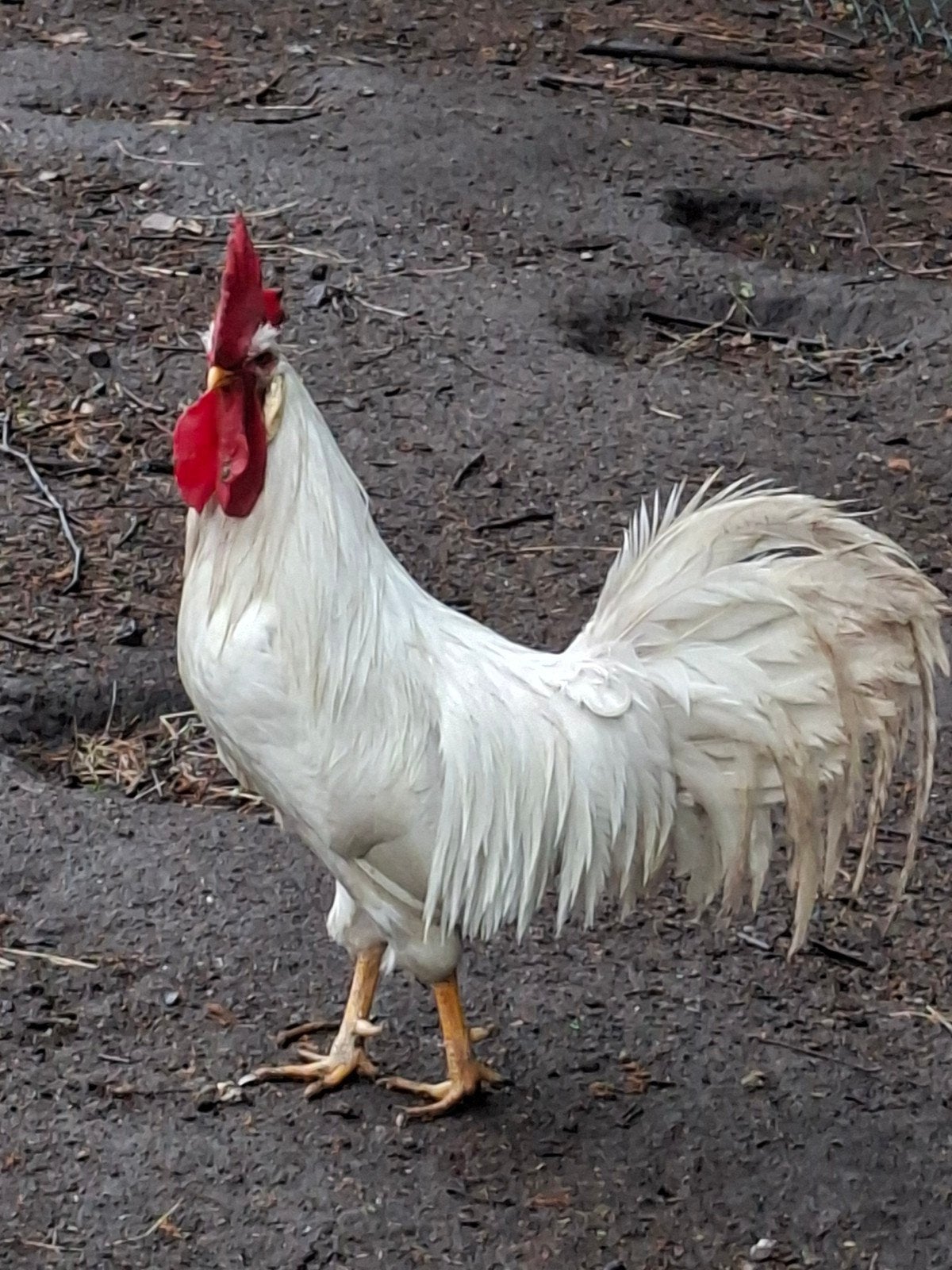 Witte leghorn haan, Animaux & Accessoires, Volatiles