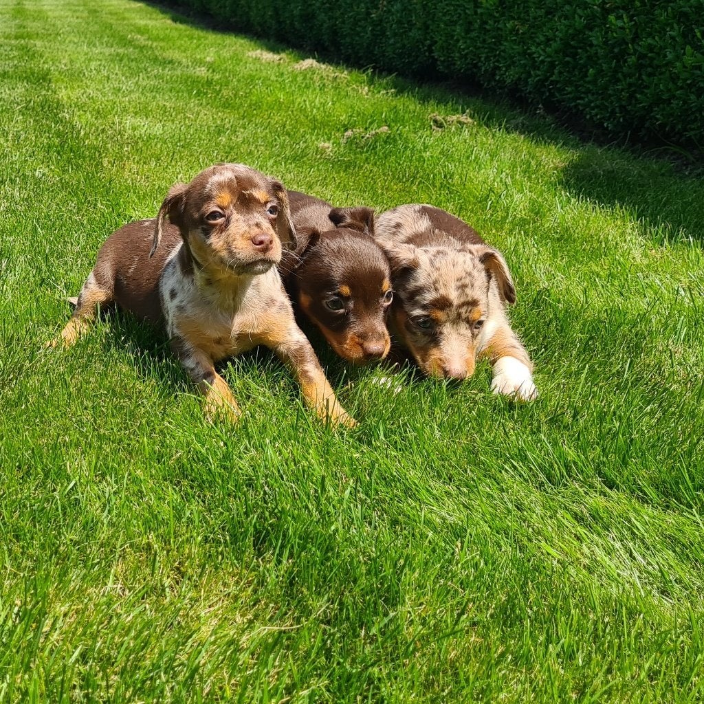 jack russell pups, Dieren en Toebehoren, Honden | Jack Russells en Terriërs, Meerdere dieren, Jack Russell Terriër, Fokker | Professioneel