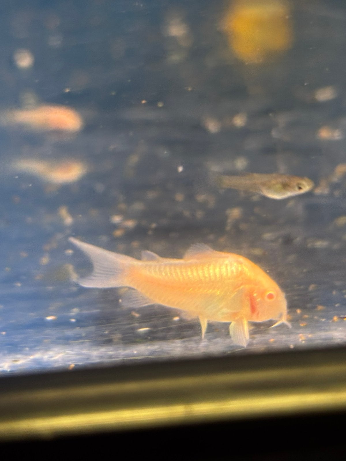 Jonge albino corydorasjes, Dieren en Toebehoren, Vissen | Aquariumvissen, Vis, Zoetwatervis
